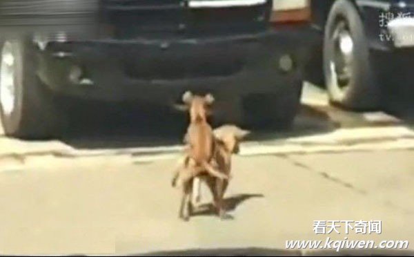 ʵ���������ְ�������������� Χ��·�˿�Ц����(��Ƶ����ͼ)