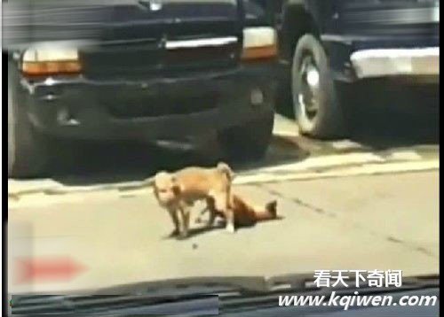 ʵ���������ְ�������������� Χ��·�˿�Ц����(��Ƶ����ͼ)