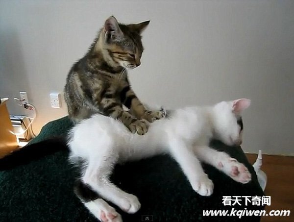 СèΪͬ�鰴Ħ��Ƶ�ߺ����� ������Χ��(��ͼ)